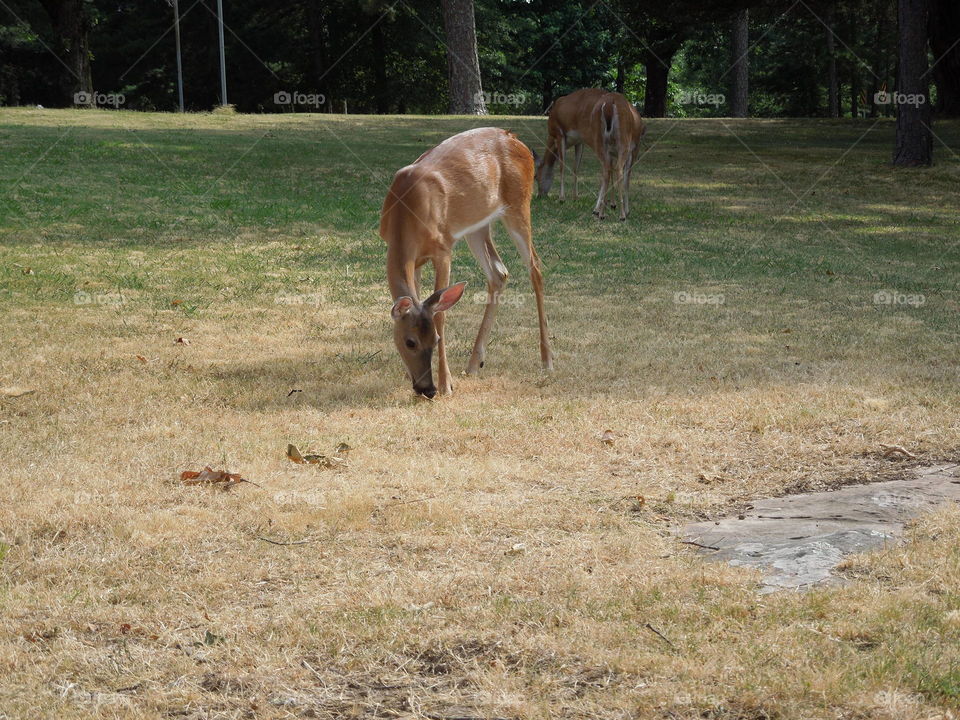 Mammal, Grass, No Person, Animal, Nature