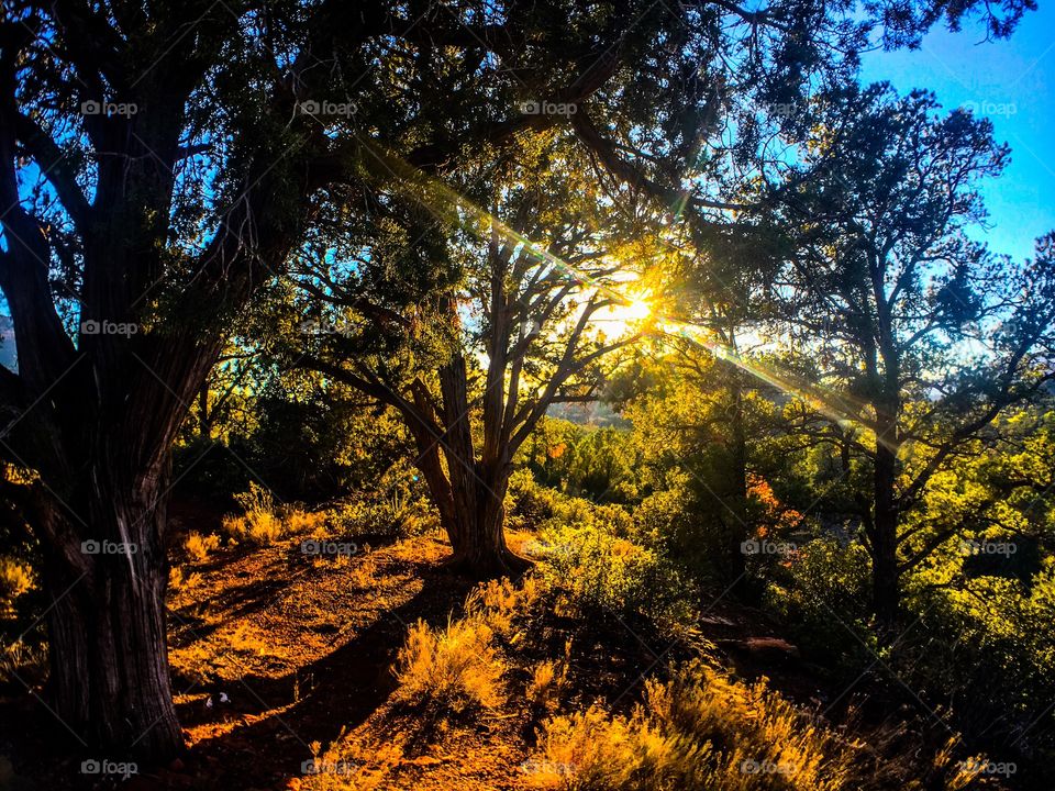 The wood's are a beautiful place 10$