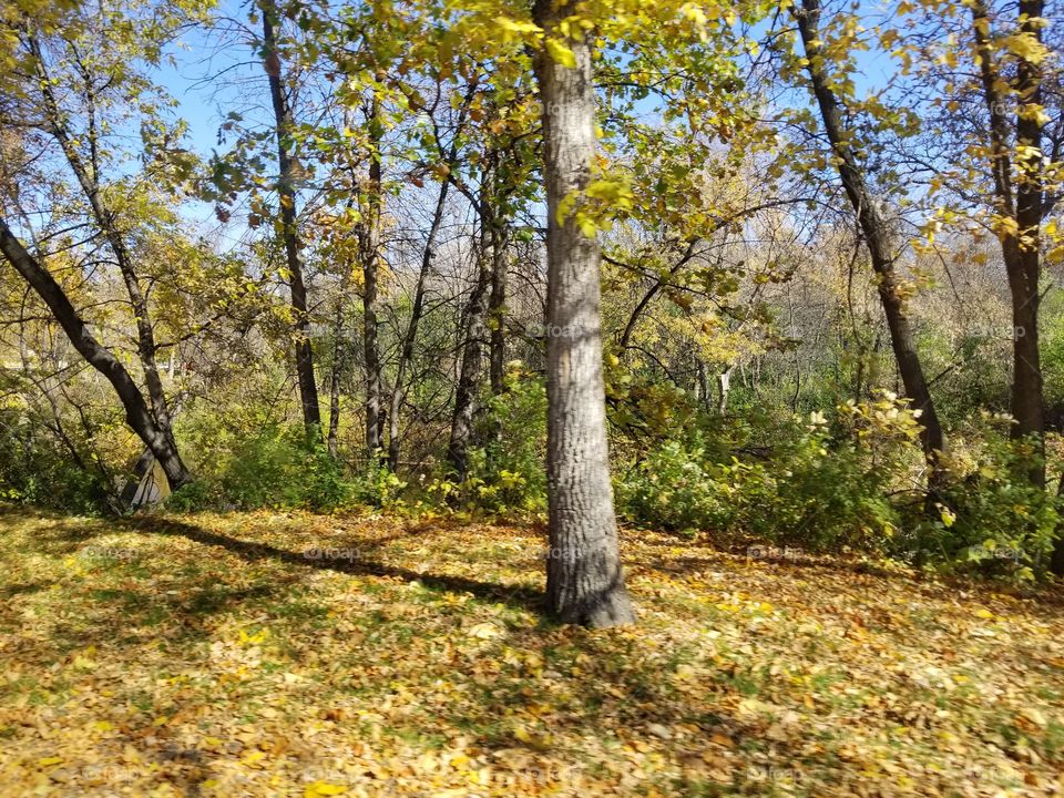 Wood, Tree, Nature, Landscape, Leaf