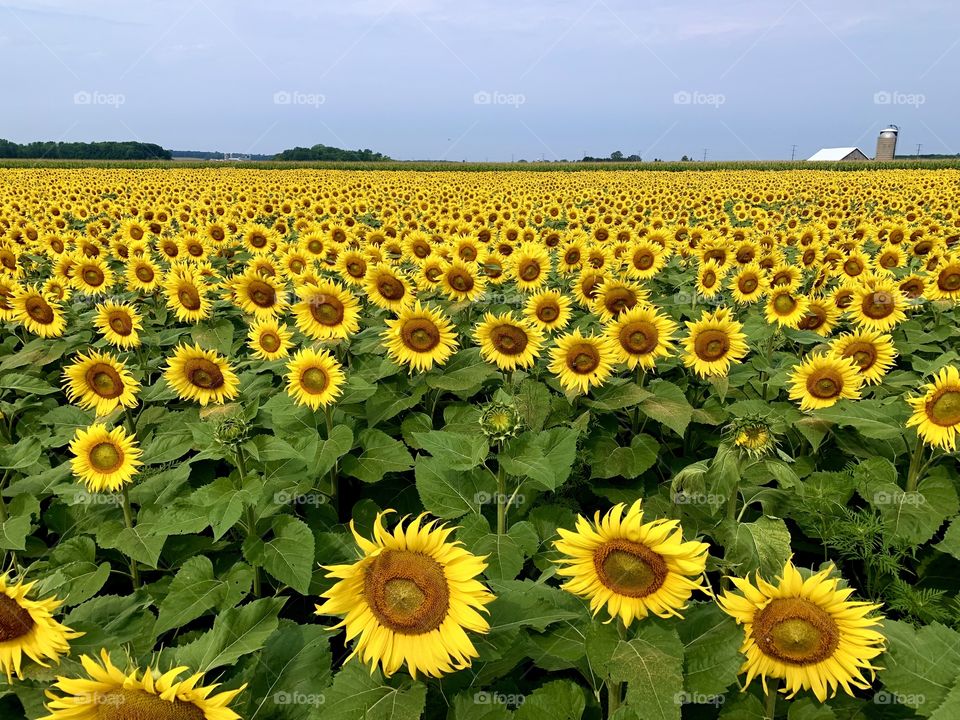 Sunflower field