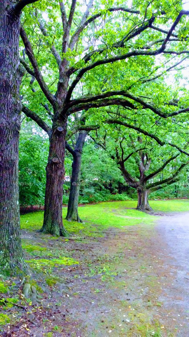 Wood, Tree, Nature, Landscape, Leaf
