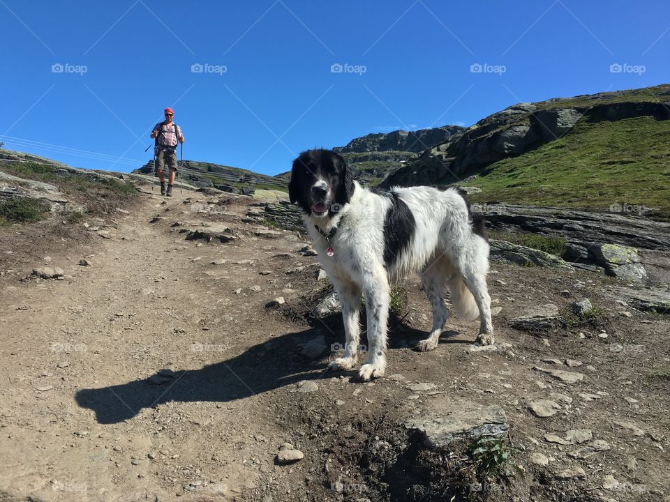 Smiling dog hiking 