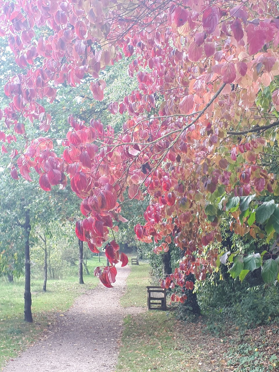 Leaf, Fall, Tree, Season, Nature