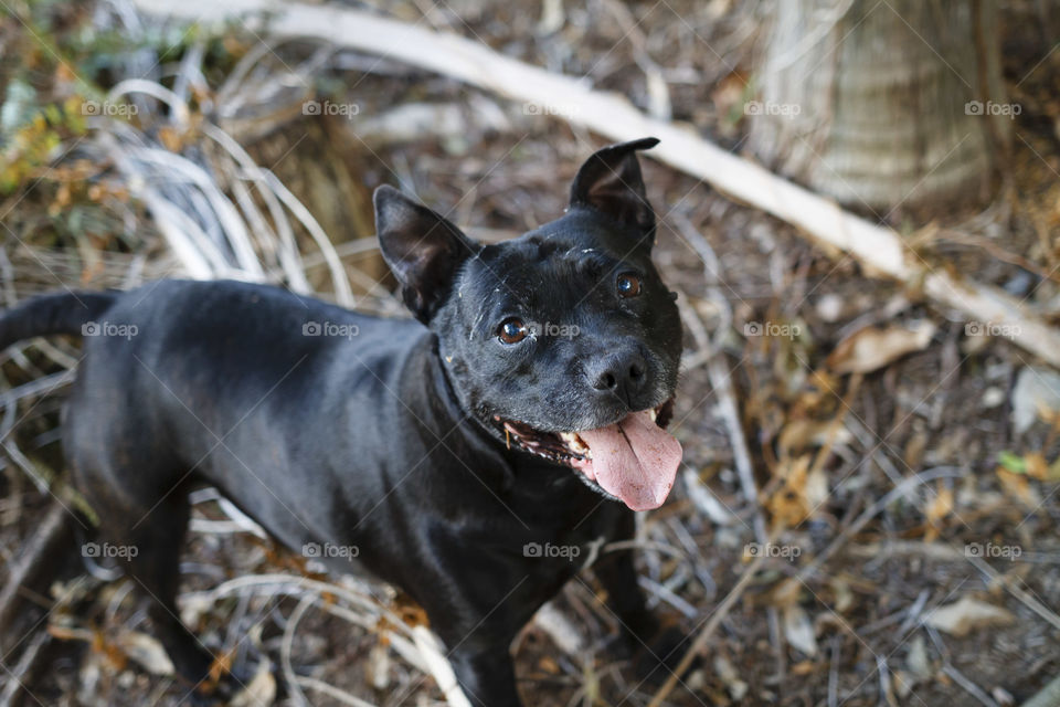 Happy Staffy
