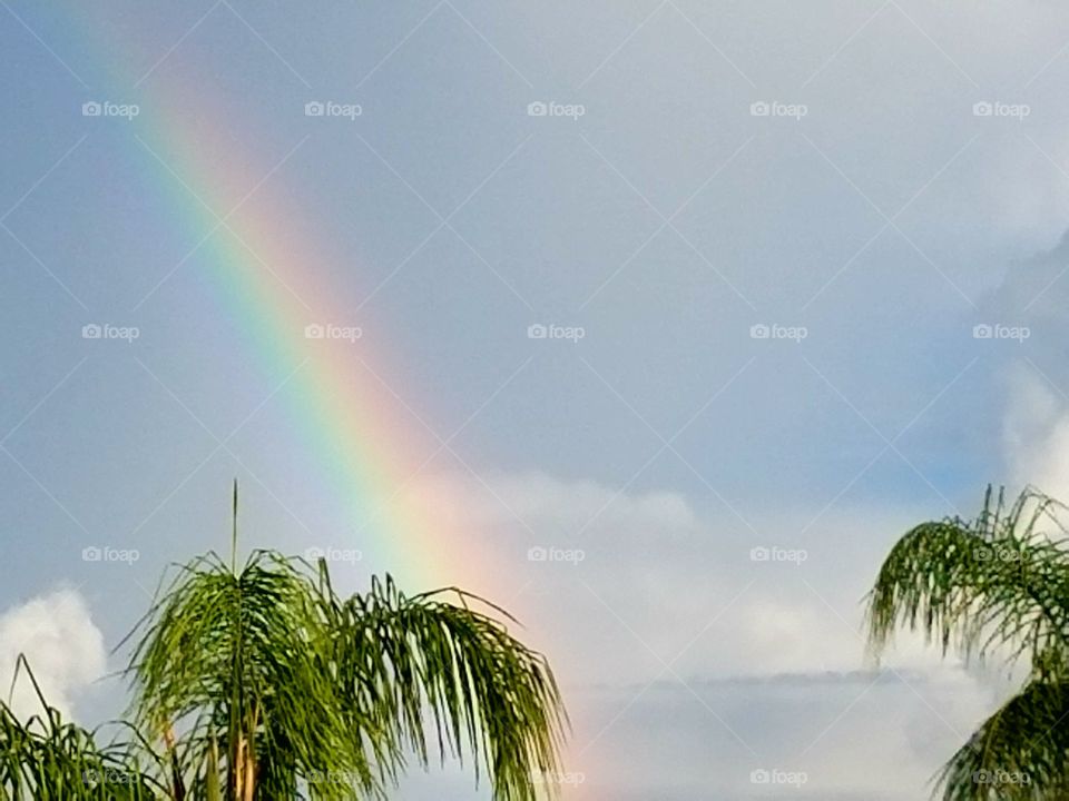 Rainbow Above Palms