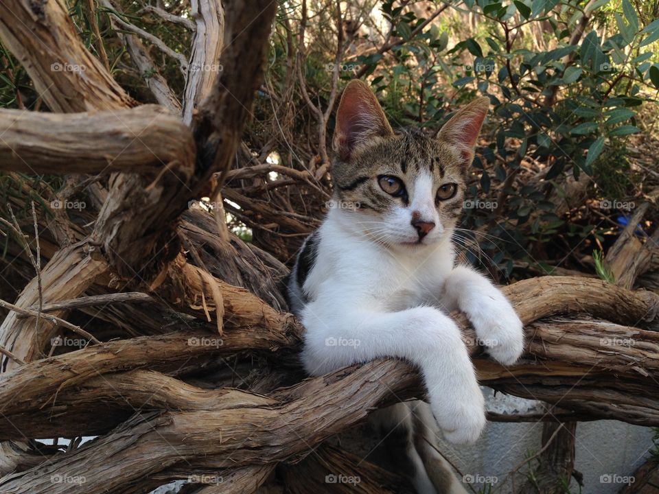 Little cat hanging in tree