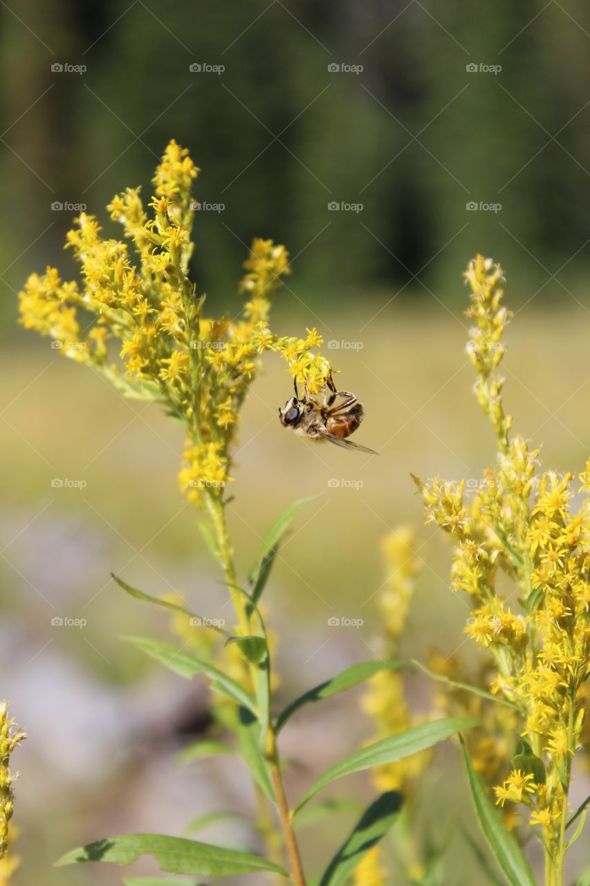 Harvesting honey