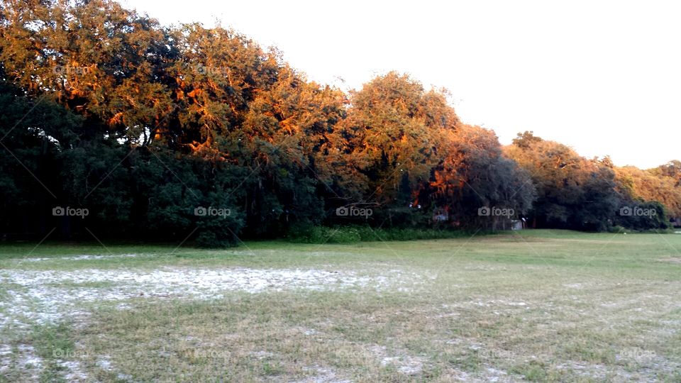 sun setting on tree line. lake life