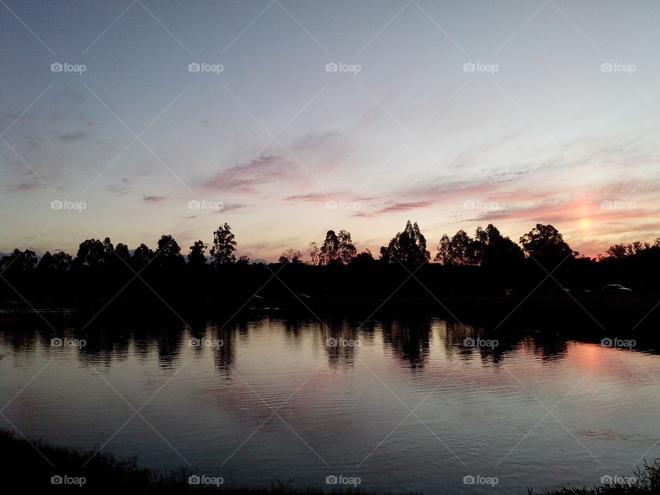 Silhouette of tree during sunset