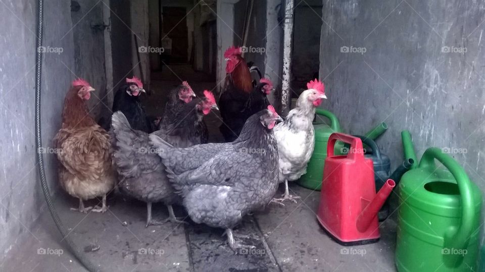 Chickens