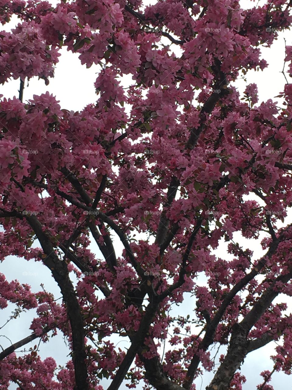 Flowering tree