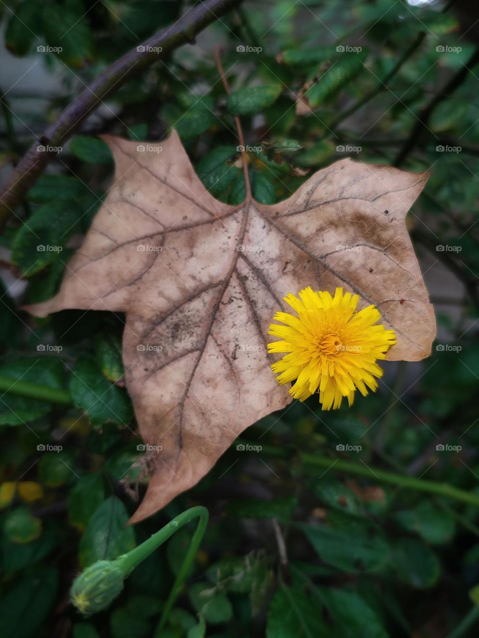 Yellow dandelion