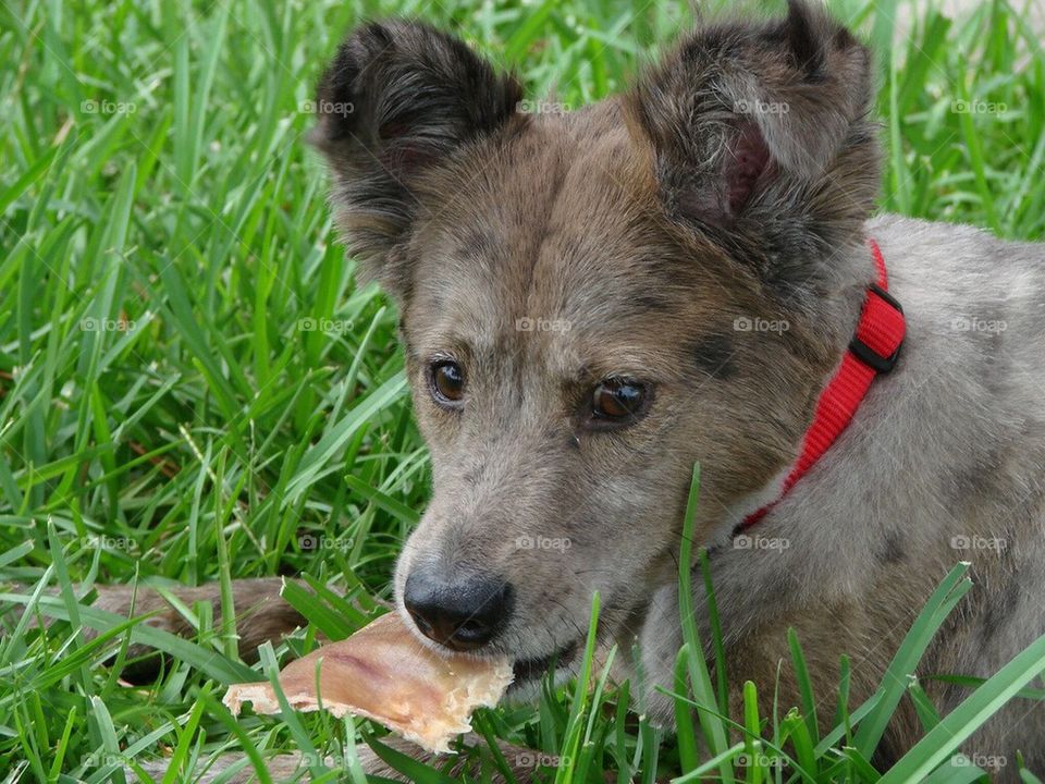 Brown Dog