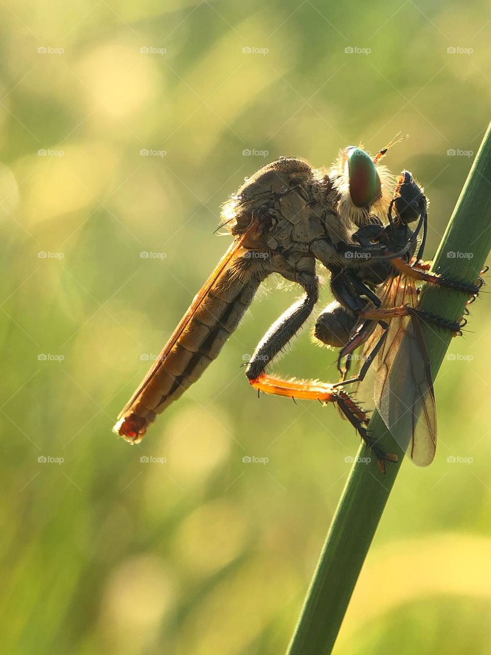 Robberfly with prey