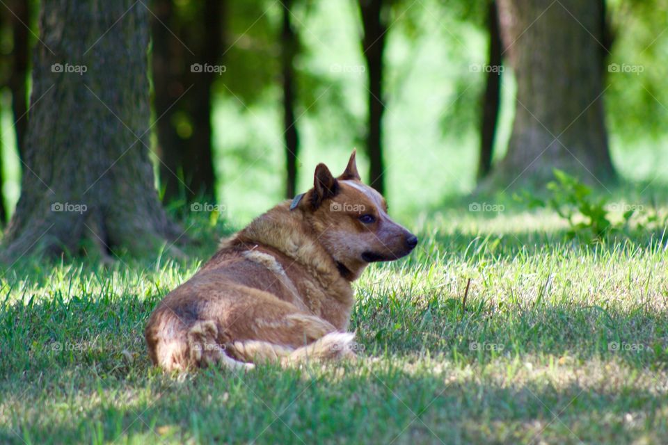 Summer Pets - a Red Heeler / Australian Cattle Dog enjoying a cool spot on a hot summer's day