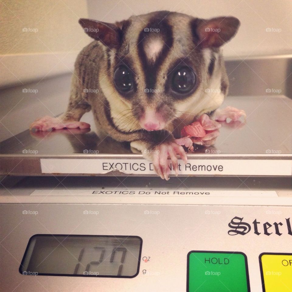 Meeko's visit to the vet