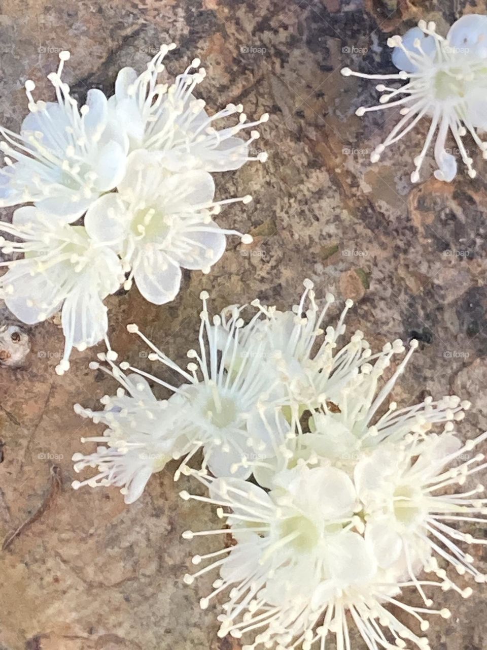 Árvore grande com flores de jabuticaba. Trono grosso com textura natural.