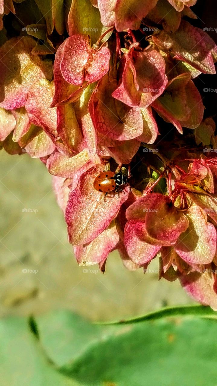 Macro shots!