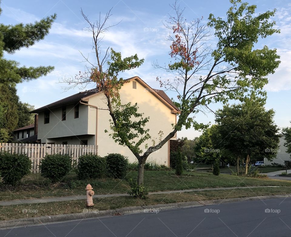 Dying Tree and Fire Hydrant