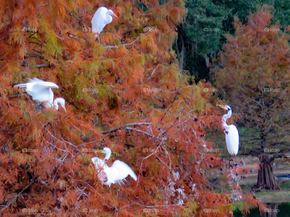 Egrets roosting