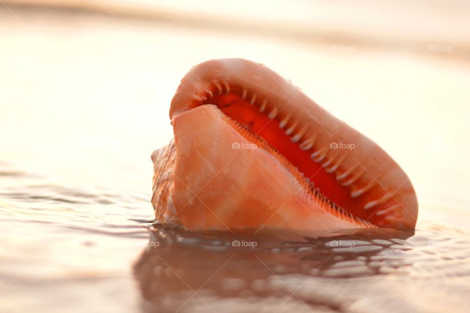Sea shell at sea