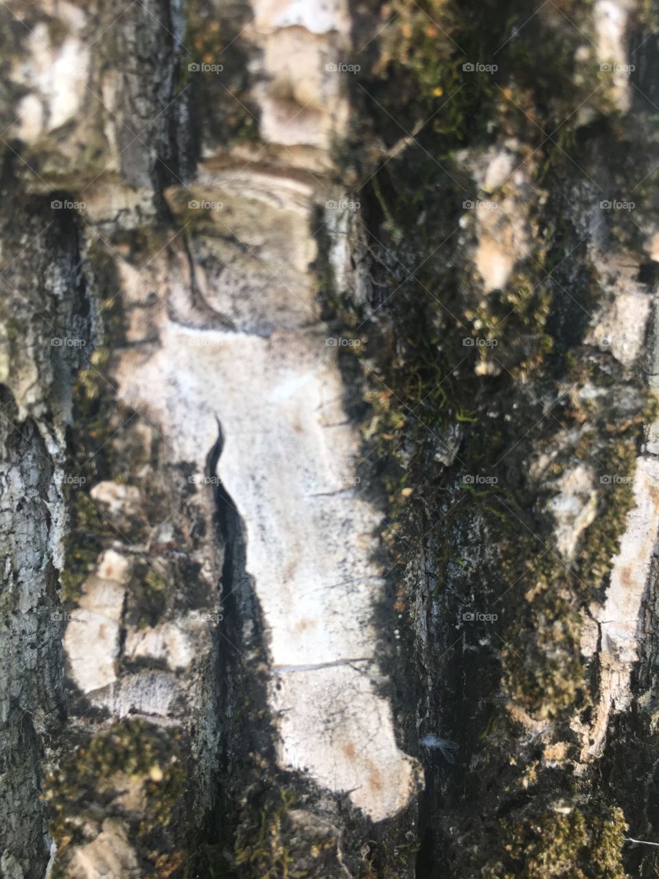 Tree bark unique pattern