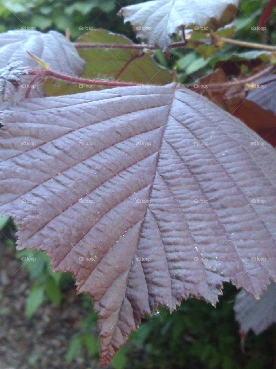 Leaf