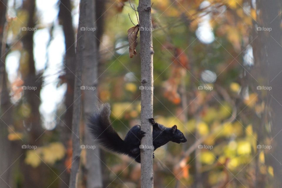 Squirrel 