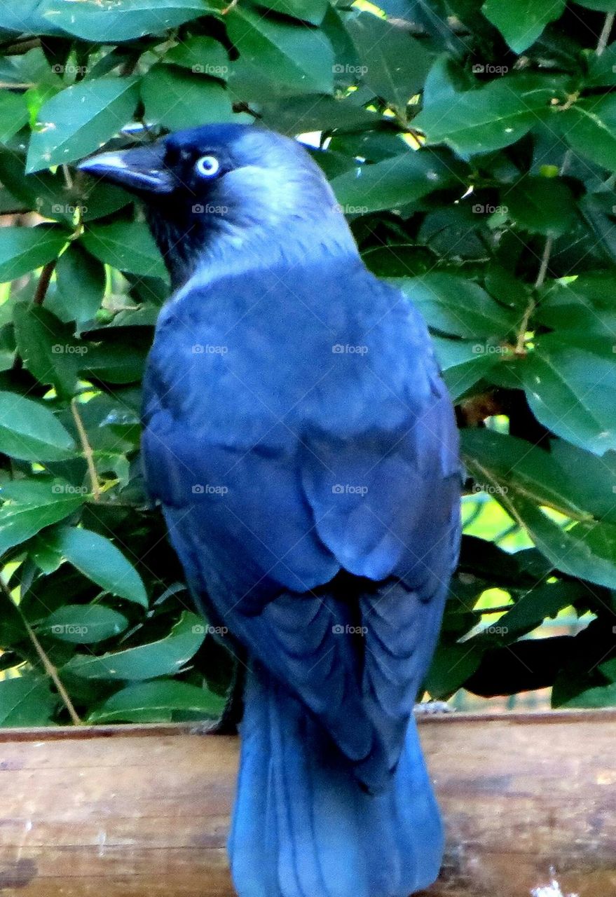 blue bird