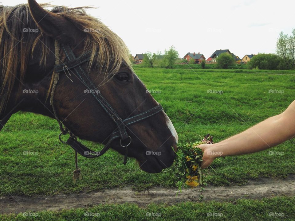 Mammal, Farm, Grass, Hayfield, Cavalry