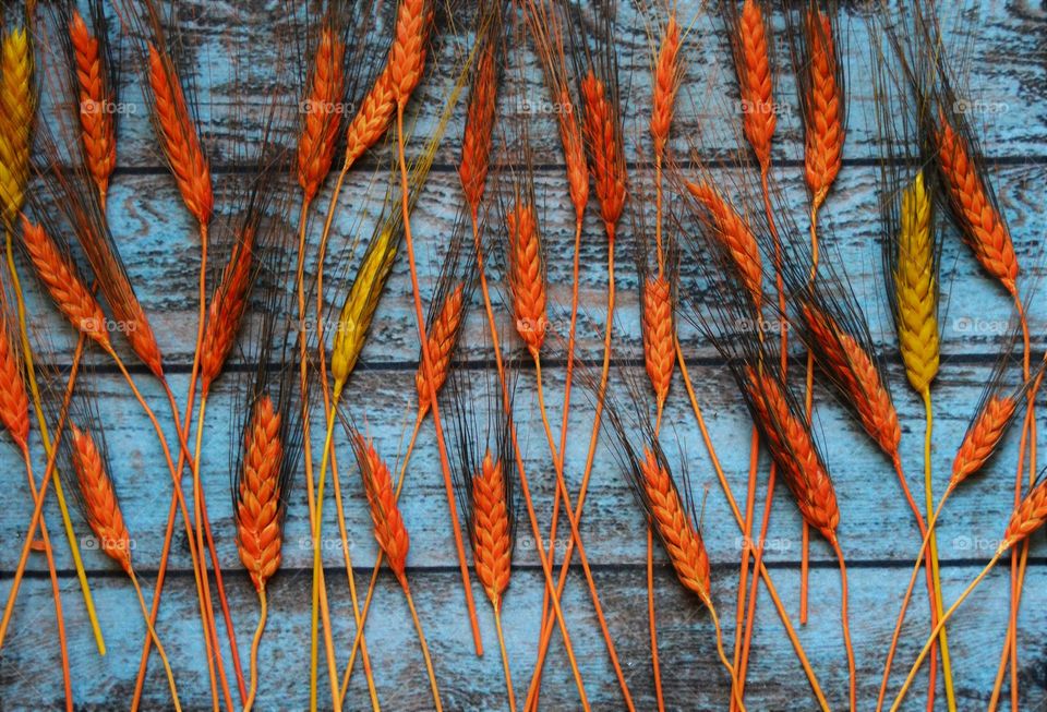 High angle view of wheat crops