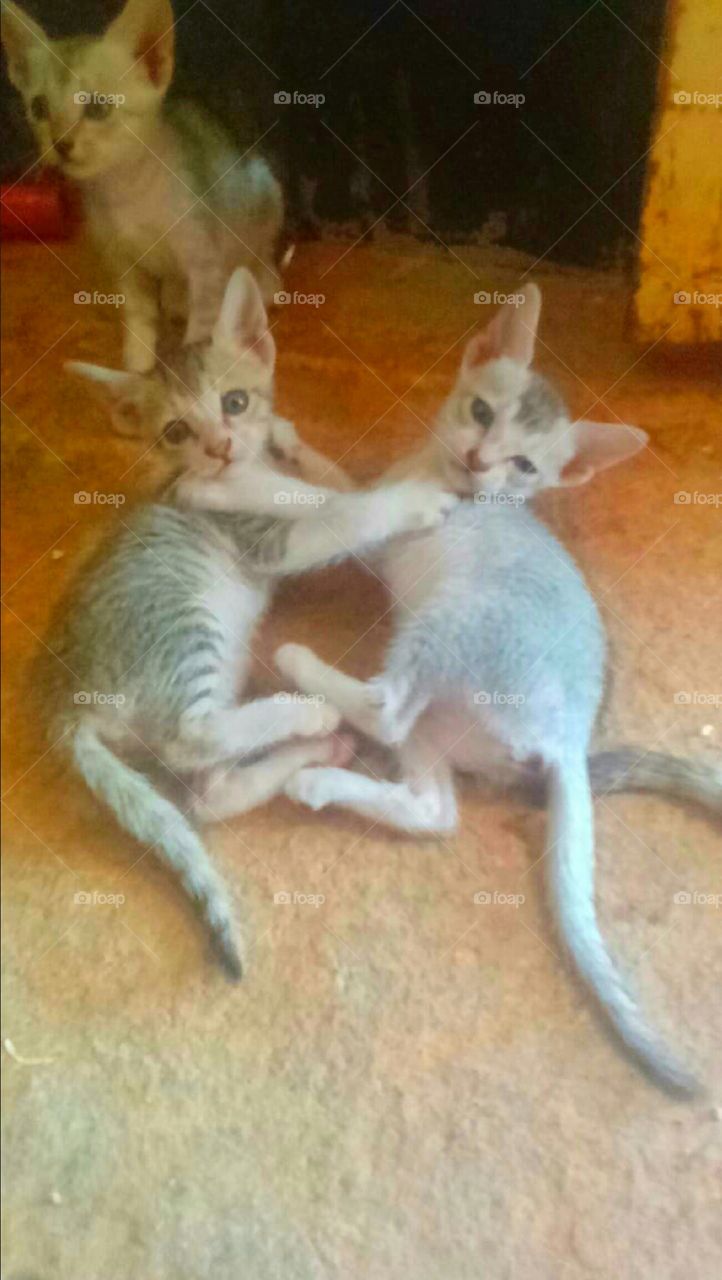 cute cats playing