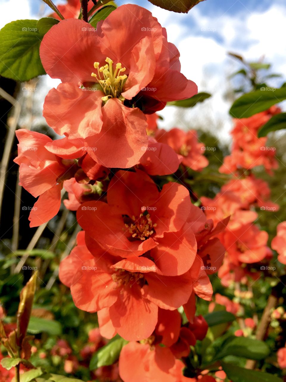 Orange flowers blooming in the trees