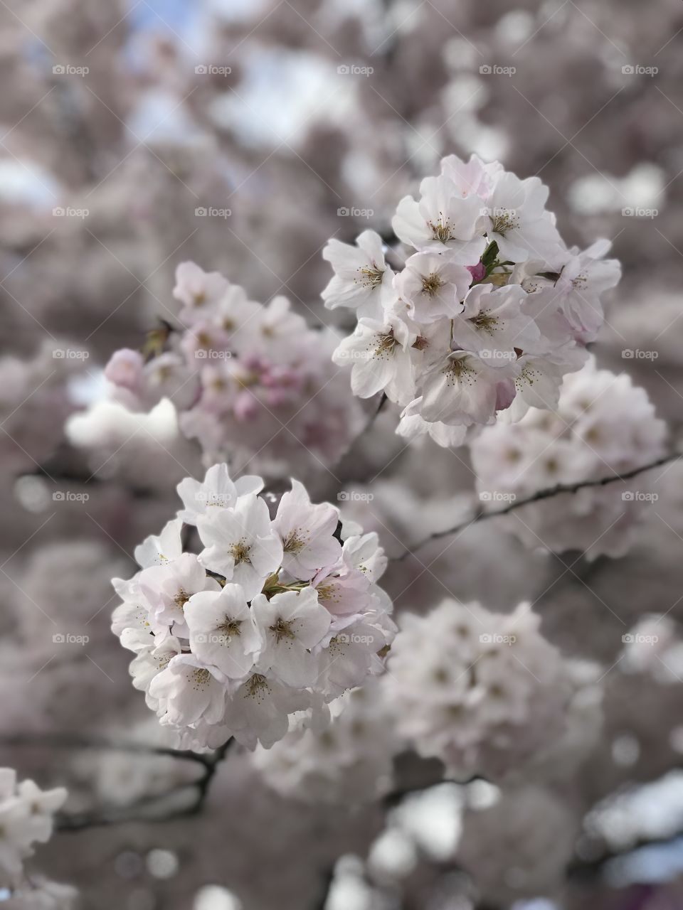Close up blossoms 