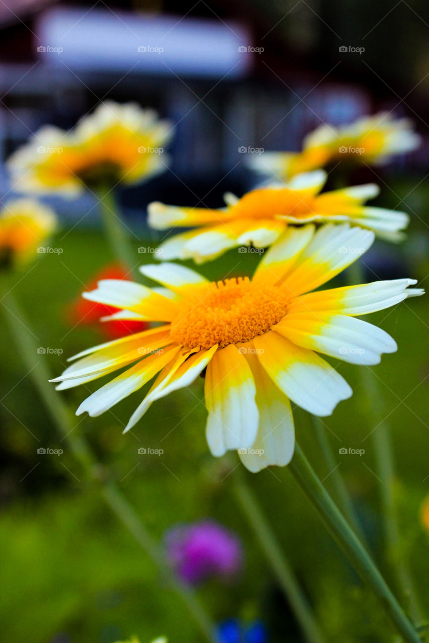 Bright, yellow crown daisy amongst other bee friendly flowers. 