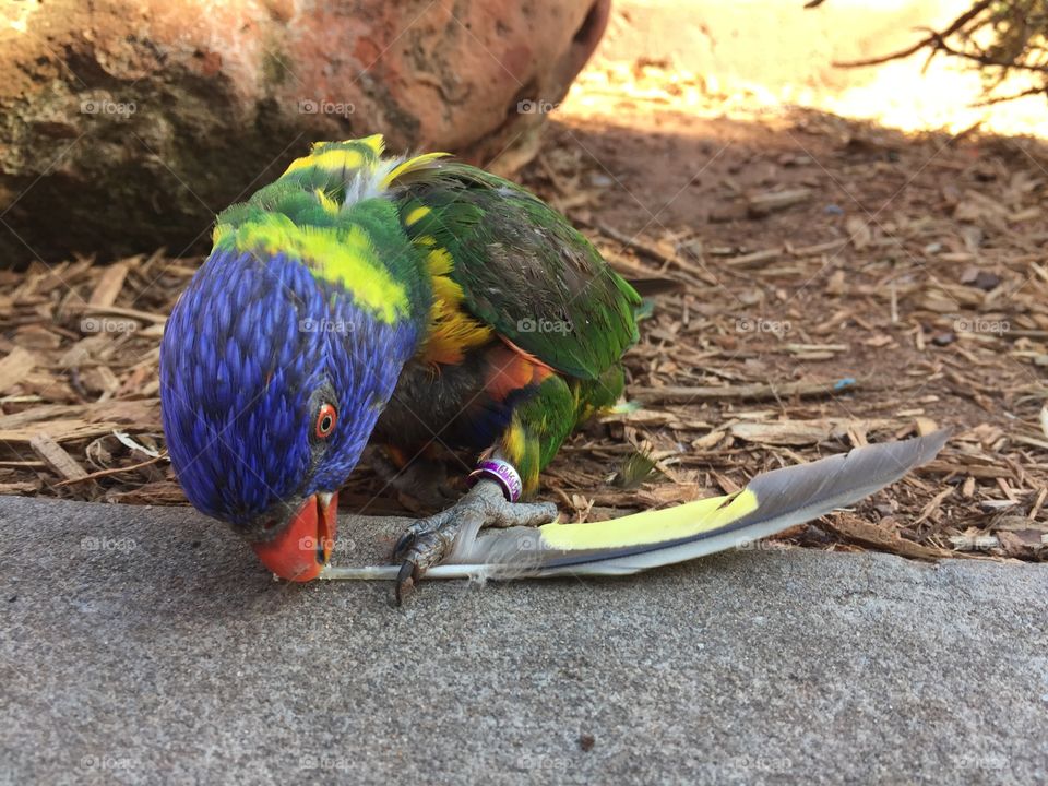 Lorikeet with Feather 4