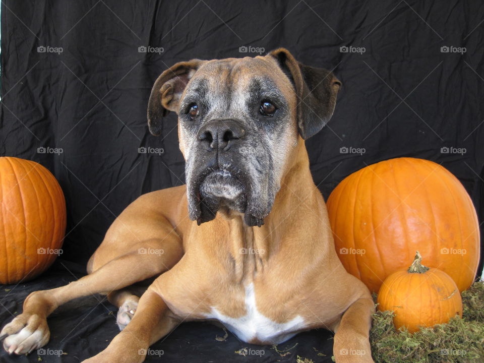 Boxer. Ryder, our Boxer, with the pumpkins