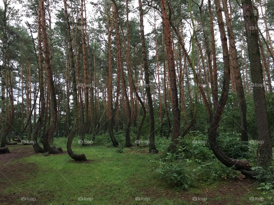 Nowe Czarnowo - Crooked trees - Poland