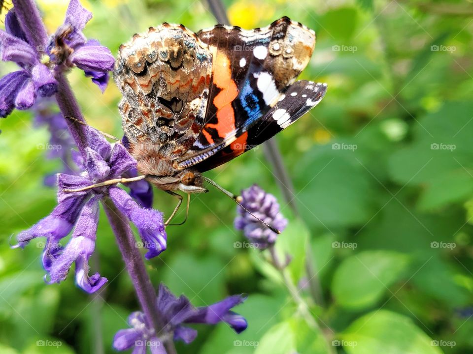 Closeup of black, white and red butterfly names the red admiral and also known as Vanessa Atlanta on a purple mystic spires flower.