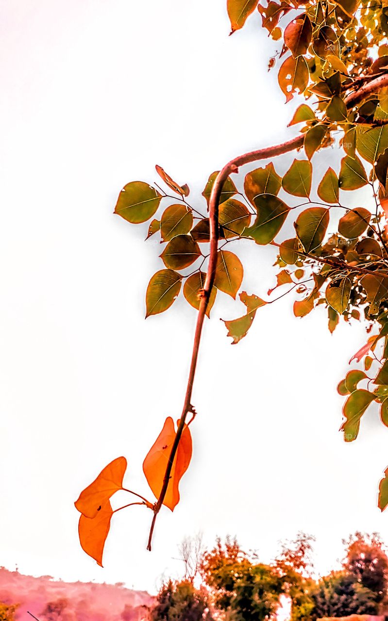 Editor choice,photo of the week