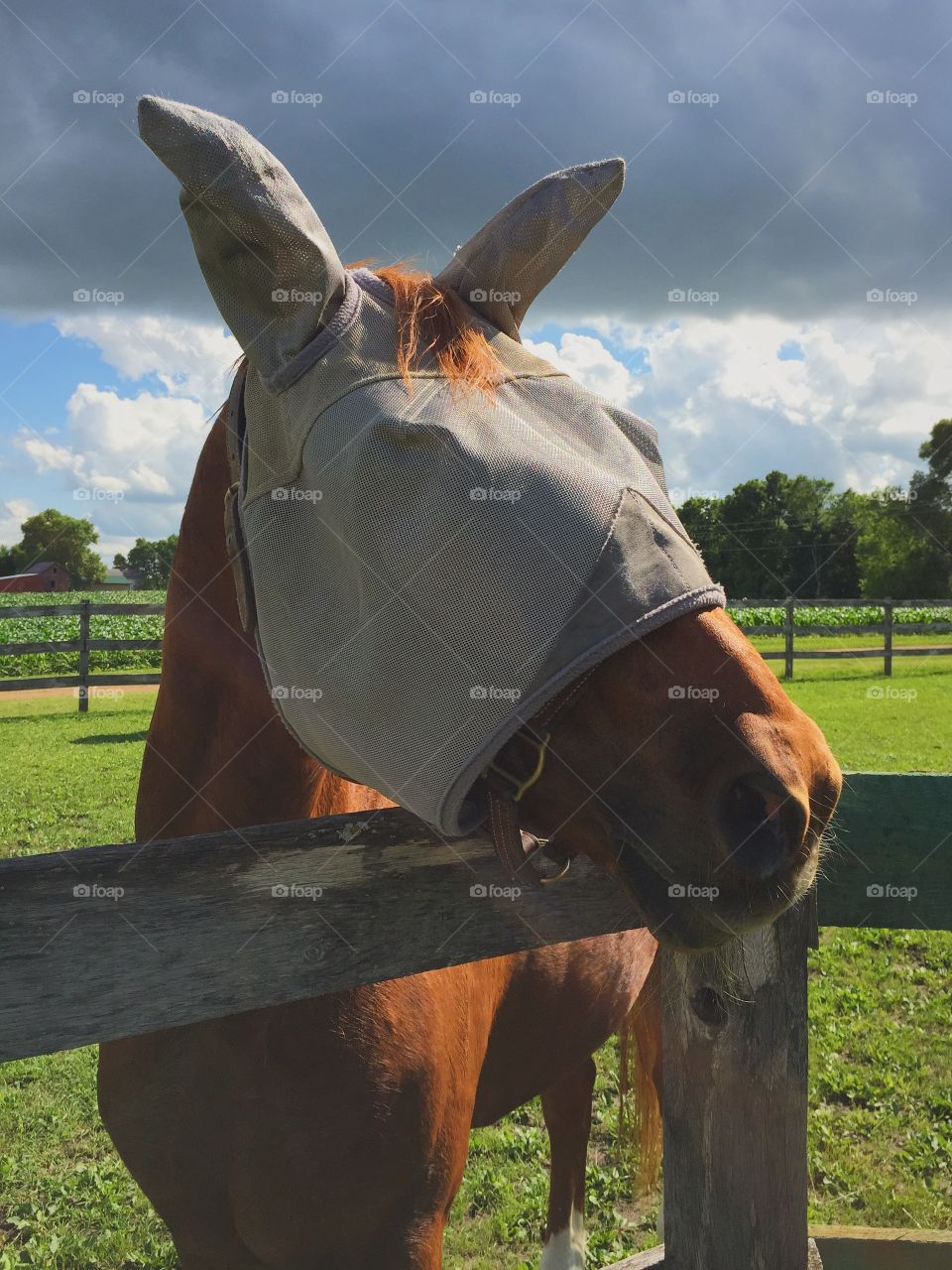 Horse portrait with fly mask