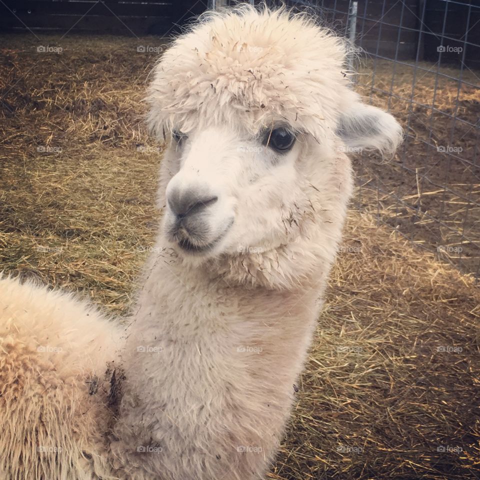 How can you tell the difference between a llama and an alpaca? 🤔