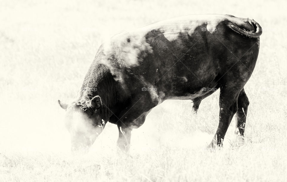 Bull in hot dusty field