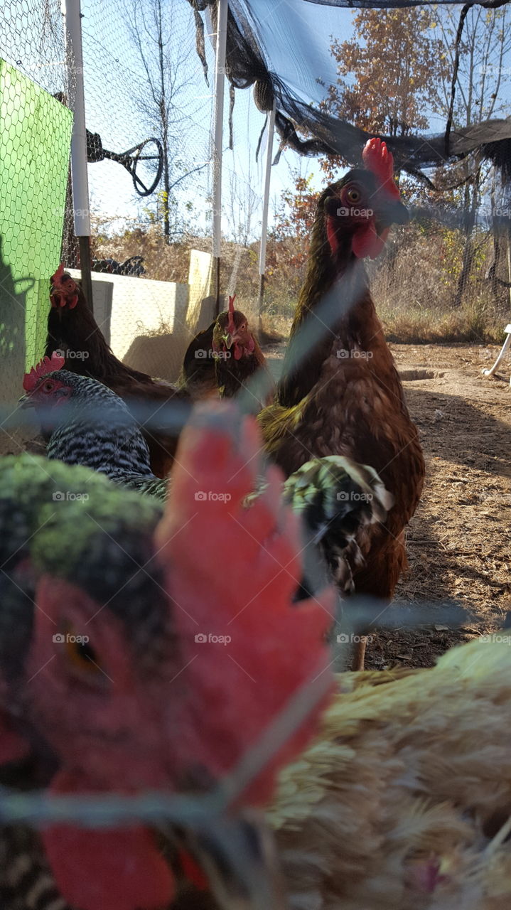 barnyard chickens