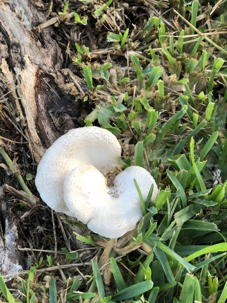 White mushrooms in the park
