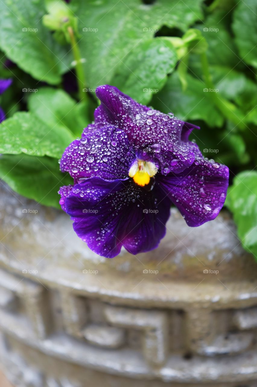 Pansy flower with raindrop