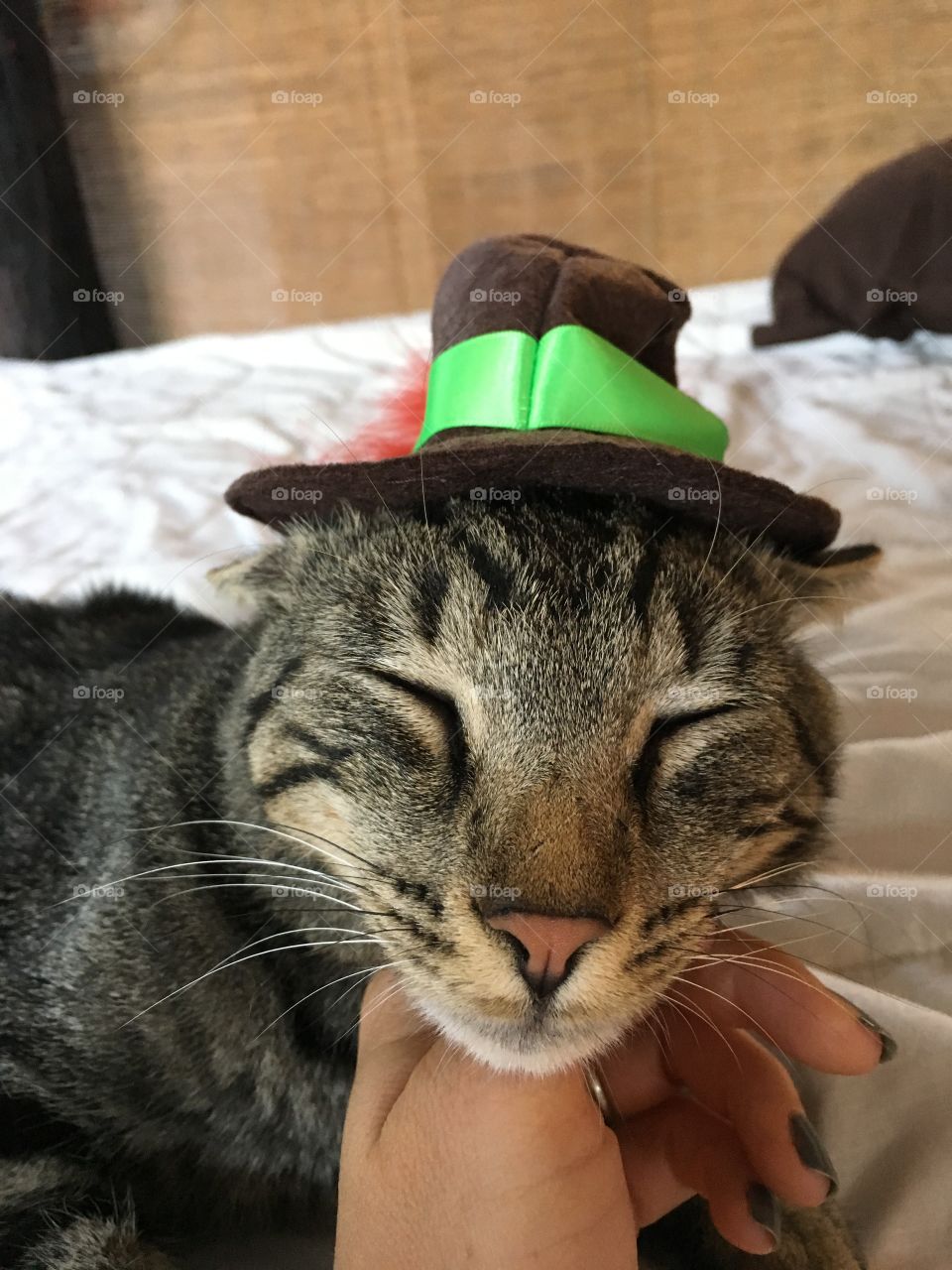 Happy getting his chin rubbed on a fine afternoon wearing his favorite hat. 