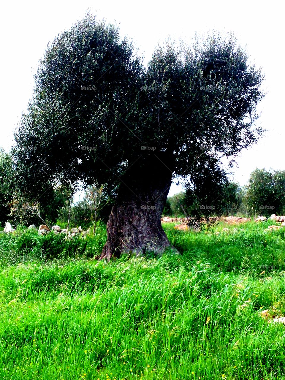 tree Ulivo dì Puglia Olive