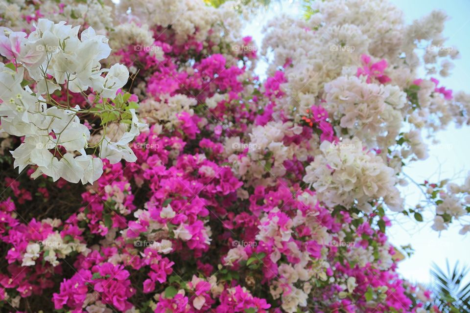 Closeup of a gorgeous flower tree