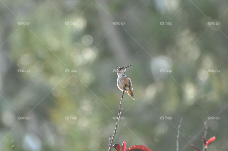 Sunbathing hummingbird